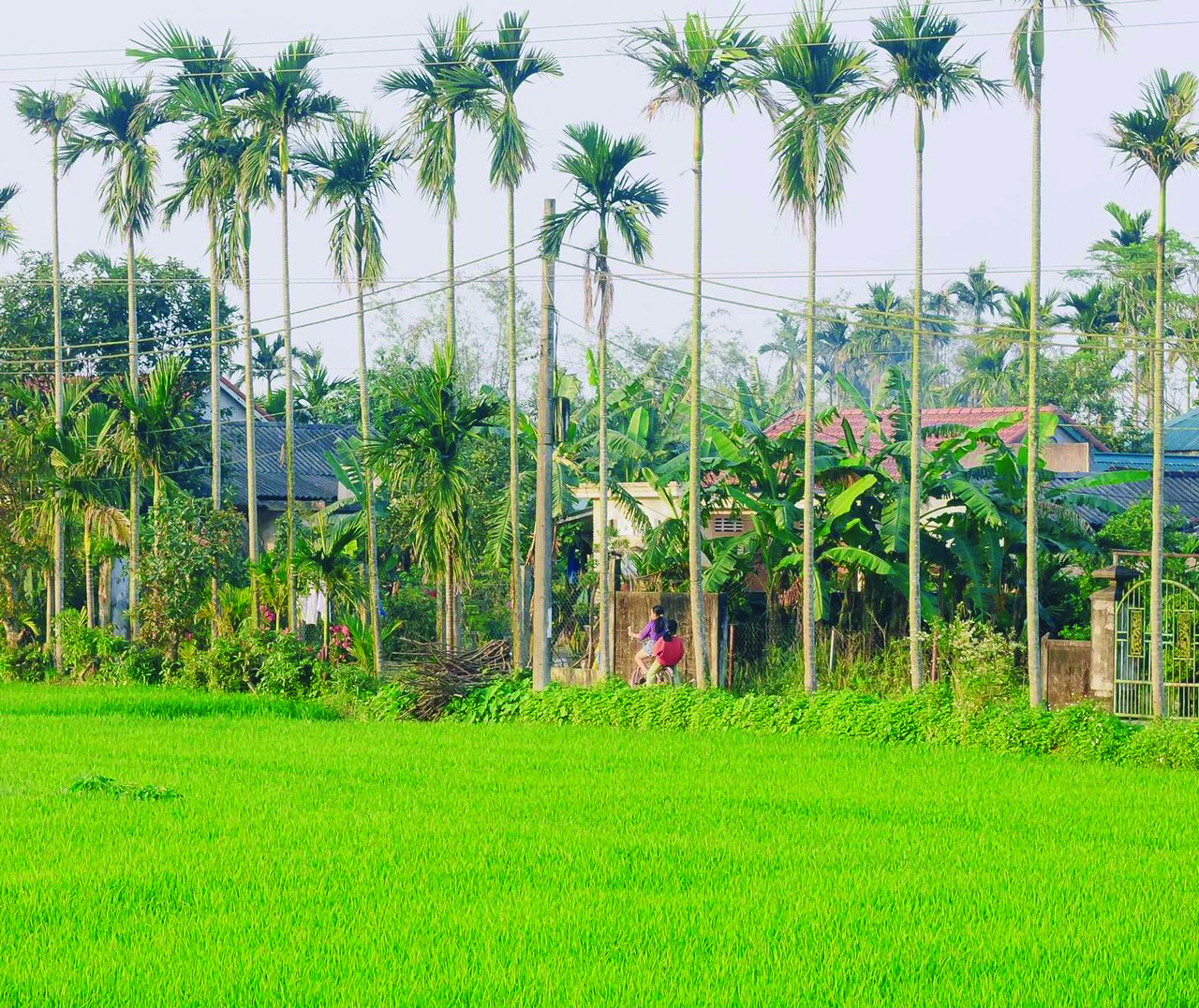 H&agrave;ng cau qu&ecirc; nh&agrave; neo v&agrave;o l&ograve;ng bao người xa xứ  - Ảnh: C&aacute;p Lộc H&agrave;n Vũ