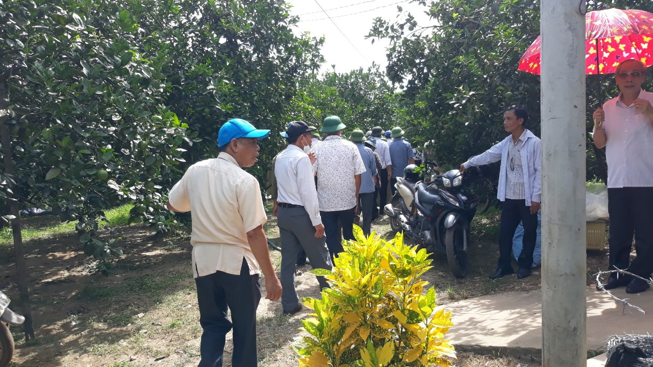 Du kh&aacute;ch tham quan vườn cam K4 - Ảnh: L.T