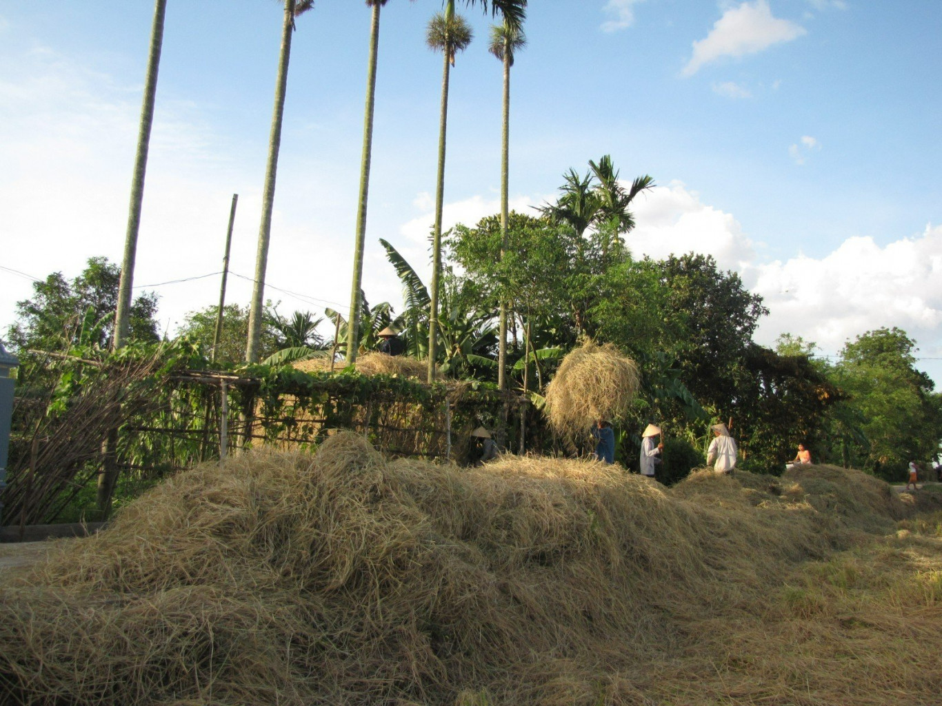 Sau m&ugrave;a gặt, rơm được trữ l&agrave;m chất đốt v&agrave; cho tr&acirc;u b&ograve; ăn - Ảnh: H.C.D