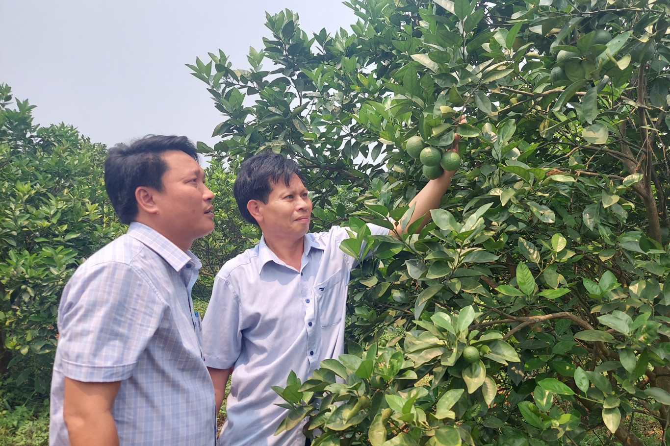 Cam Th&agrave;nh sẽ sớm trở th&agrave;nh vựa c&acirc;y ăn quả, c&acirc;y dược liệu của huyện Cam Lộ - Ảnh: V.N