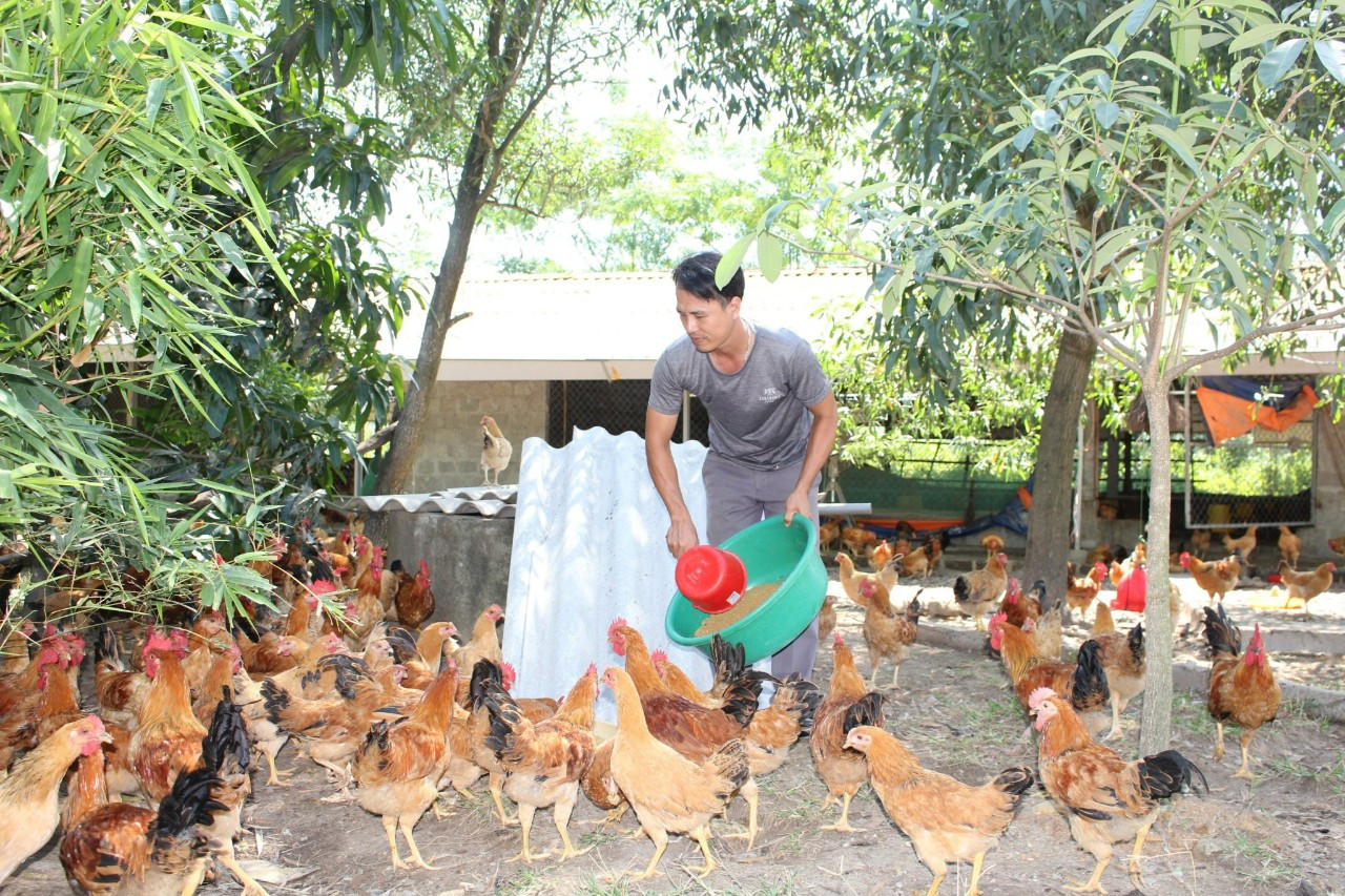 Anh Vũ Văn Bắc - Chủ thương hiệu G&agrave; C&ugrave;a T&acirc;m Bắc đang chia  thức ăn ủ men vi sinh từ c&aacute;c loại c&acirc;y dược liệu cho g&agrave; - Ảnh: L.T