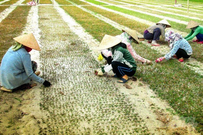 Nghề trồng n&eacute;m tr&ecirc;n c&aacute;t ở c&aacute;c x&atilde; của huyện Hải Lăng - Ảnh: P.A