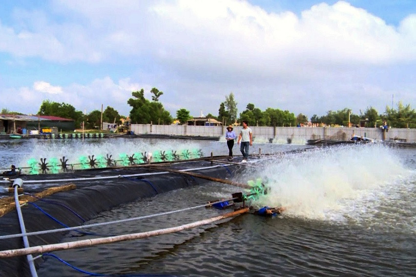 Nu&ocirc;i t&ocirc;m thẻ ch&acirc;n trắng tr&ecirc;n c&aacute;t ở x&atilde; Trung Giang, huyện Gio Linh - Ảnh: Linh Xu&acirc;n