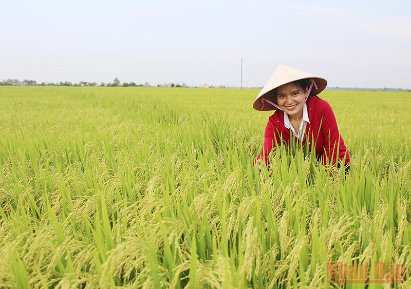 Nhiều diện t&iacute;ch l&uacute;a hữu cơ được Quảng Trị ch&uacute; trọng ph&aacute;t triển để xuất khẩu
